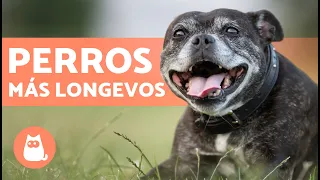 RAZAS de PERROS que VIVEN más AÑOS🐶 TOP 10