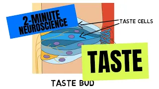 2-Minute Neuroscience: Taste