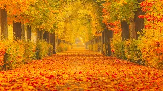 Beautiful Relaxing Music, Peaceful Soothing Instrumental Music , "A Trail Into Autumn" Healing Soul