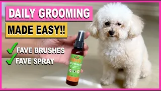 TOY POODLE GROOMING: Our Daily Brushing Routine| The Poodle Mom