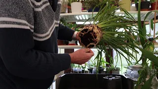 Repotting Cymbidium erythraeum