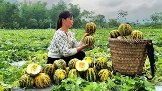 Harvest the melon garden - bring it to the market to sell | Triêu Thị Sểnh