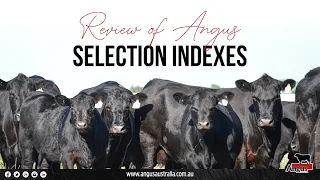 Review of Angus Selection Indexes