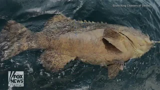 Fishermen catch goliath grouper weighing 350 pounds