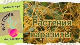 Растения - паразиты. Повилика очень опасна. Она может убить растение , за счет которого питается.