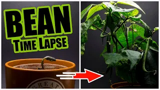 Bean Growing Time Lapse - 60 days in 3 minutes