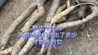 快看看我的视频吧！这才是野生牛大力，天知道我付出了多少