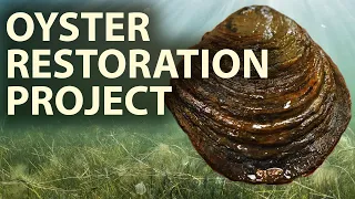 Chesapeake Bay Oyster Restoration