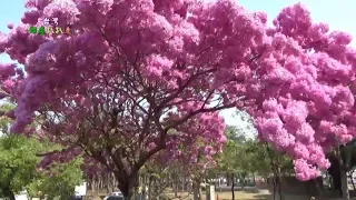 台灣四處趴趴走 高雄洋紅風鈴木盛開美景