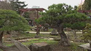 Thieves steal valuable bonsai trees from Oakland Lake Merritt garden