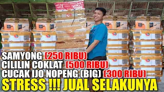 SIGIT STRESS..!! SAMYONG 250 RIBU, CUCAK IJO NOPENG 300 RIBU, CILILIN 500 RIBU, DLL JUAL SELAKUNYA