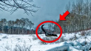 What Scientists Discovered in the Chernobyl Forest SHOCKED The Whole World!
