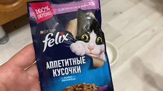 Кот пробует корм Феликс