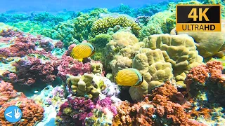 World’s Best Coral Garden Snorkel in French Polynesia!