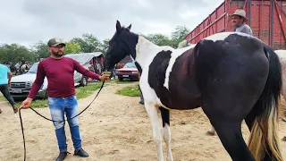 FEIRA DE CAVALOS EM CARUARU-PE  28-05-2024  #nordeste