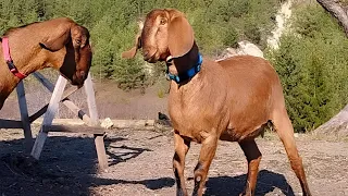 Англо нубійські кози  /  Anglo Nubian Goats /Video relaxation with animals