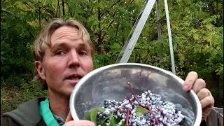 Amazing Health Benefits of Elderberry: How To Make Syrup