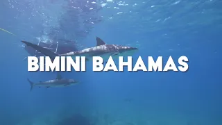 Biimini Reef Shark Dive - Sapona Wreck and Triangle Rock