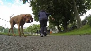 Dog eats GoPro