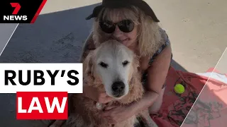 Ruby's law: Tough new laws proposed after Adelaide golden retriever mauled twice | 7 News Australia