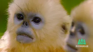 Shennongjia Golden Snub-nosed Monkey