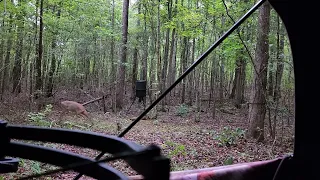 shot my deer