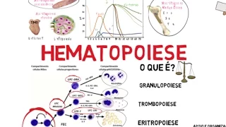 Hematopoiese