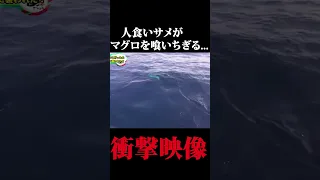 人食いサメにマグロを喰いちぎられる衝撃映像... #shorts