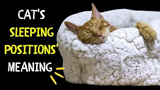 Cat's Sleeping Positions' Meaning  | Cats' Sleeping Mode Talks