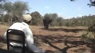 Singita Lebombo, Elephant Charge, May 2009