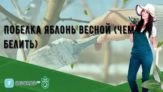 Побелка яблонь весной (чем белить)