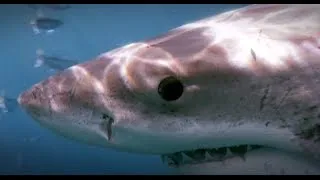 Great White Sharks - Deep Dive @ Isla Guadalupe 2008