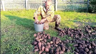 Выкопали картошку из грязи/Удар от Плюшки/Вишня снова дома