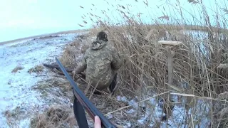 Охота на утку