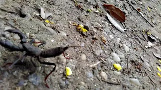 Giant Whip Scorpion aka Acid Spraying Vinegaroon near my hostel.