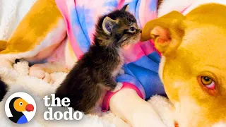 Pittie Lets Foster Kittens Nurse On Her  | The Dodo Pittie Nation