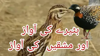 تیتر کی آواز  بٹیرے کی آواز