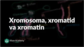 Xromosoma, xromatid va xromatin | Hujayra boʻlinishi | Biologiya