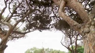 Some Italian stone pines to be removed along East Anapamu St. in Santa Barbara