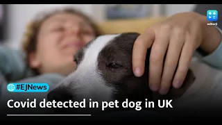 Covid detected in pet dog in UK, got it from the owner: Report