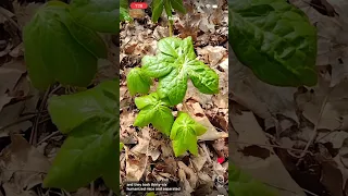 Do You Know About This Plant? #plants #nature #lifehacks #mandrake