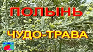 Полынь. Полынь горькая. Свойства полыни, применение.