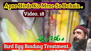 Egg Binding Treatment | Lovebirds Treatment #eggbinding #birdseggbinding