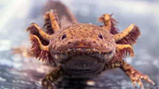 Saving Axolotls with Luis Zambrano