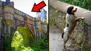 Why Dogs Commit Suicide At This Bridge In Scotland?