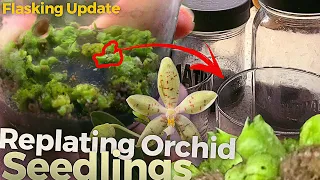 Orchid Seedling Replate - Protocorms / PLB (3 of 4 - Growing Orchids From Seed) - Phal pallens