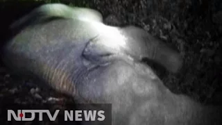 3 elephants run over by passenger train in West Bengal