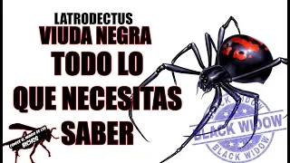 VIUDA NEGRA - TODO LO QUE NECESITAS SABER