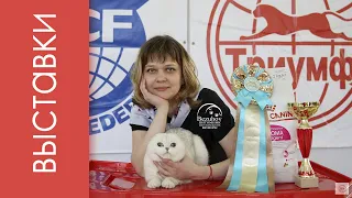 Победы Ники Безухов на Международной выставке кошек