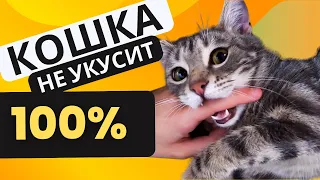 Как Отучить Кошку Кусаться? Вот почему она это делает! #кошка #кот #котенок #кошка кусается